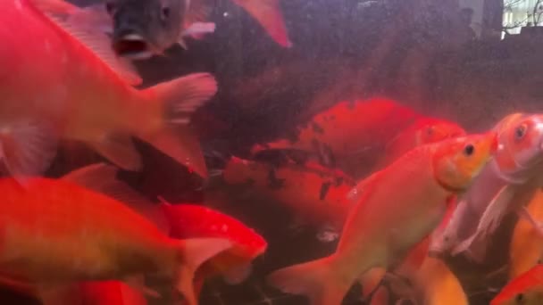 Close Uitzicht Een Verscheidenheid Aan Kleurrijke Sier Koi Vissen Zwemmen — Stockvideo