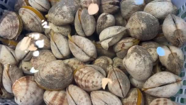 Seashells Seafood Molluscs Live Shells Pelvis High Quality Footage — Stock Video