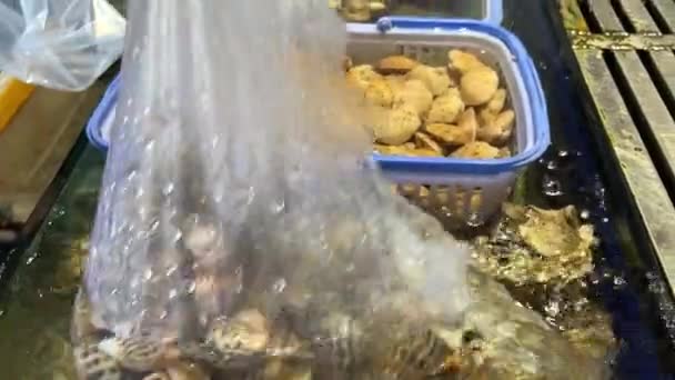Conchiglie Frutti Mare Molluschi Conchiglie Vive Nel Bacino Filmati Alta — Video Stock