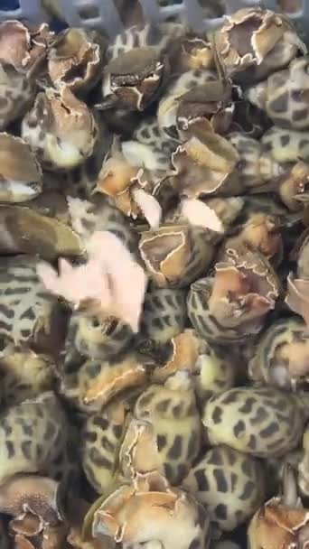 Deniz Ürünleri Yumuşakçaları Leğen Kemiğinde Canlı Kabuklar Yüksek Kalite Görüntü — Stok video