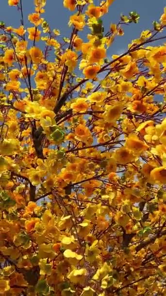 Barackvirág Vietnámban Sárgabarackvirág Vietnámi Nép Újévének Szimbóluma Virágok Virágoznak Újév — Stock videók