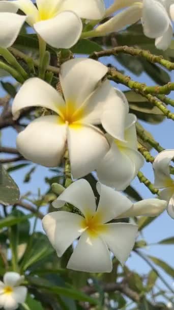 Франгіпані Тропічні Квіти Сливові Квіти Свіжі Сонячний День Блакитним Небом — стокове відео