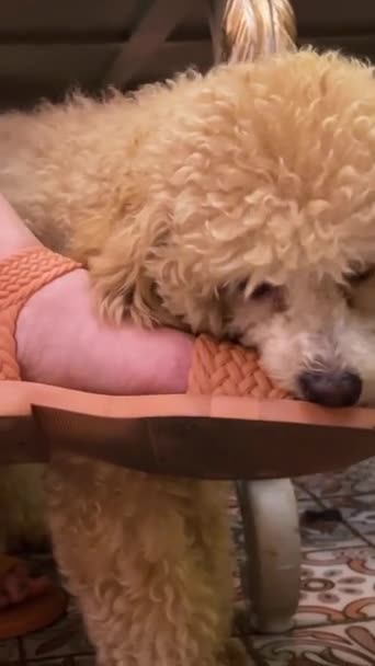 Ung Pudel Hund Barnsjukdomar Repor Tänder Bita Person Hand Ett — Stockvideo