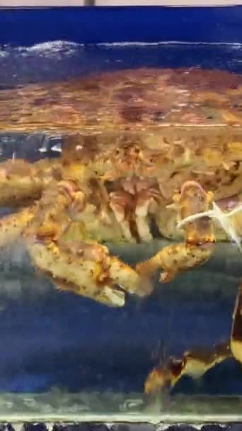 Alaska King Krabben Restauranttank Levende Krabben Een Aquarium Een Restaurant — Stockvideo