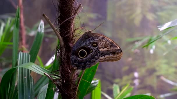 Victoria Butterfly Gardens Pillangó Caligo Egy Bagoly Pillangó Lóg Fán — Stock videók