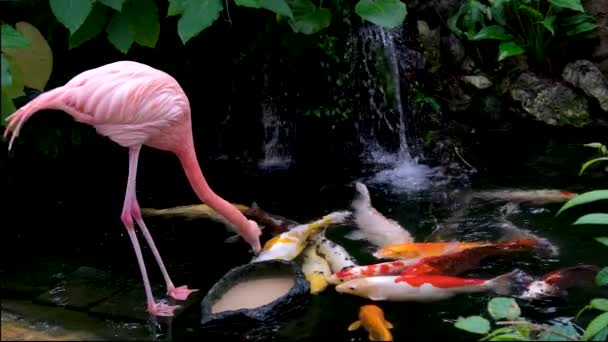 Amerikaanse Flamingo Caribische Flamingo Phoenicopterus Ruber Zoek Naar Voedsel Het — Stockvideo