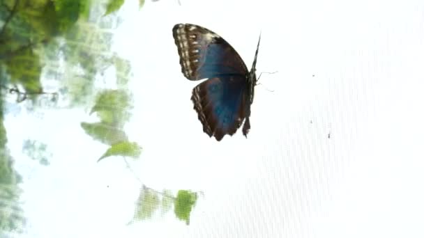 Victoria Butterfly Gardens Mariposa Morfo Azul Suelo Revoloteando Alrededor Parte — Vídeo de stock