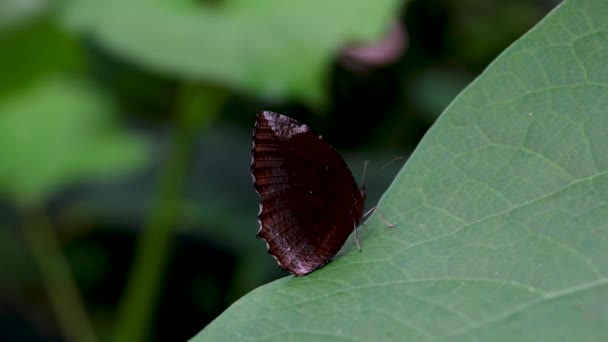 Zwarte Rode Vlinder Met Vleugels Open Hoge Kwaliteit Beeldmateriaal — Stockvideo
