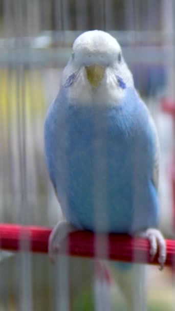 Синьо Білий Папуга Дивиться Камеру Потім Відвертається Своїми Очима Кадри — стокове відео