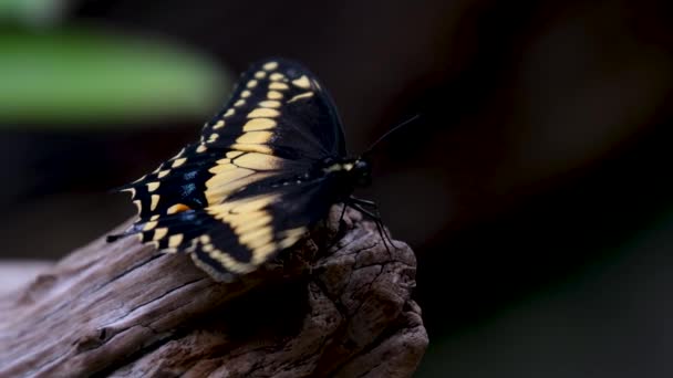 Pillangók Párzanak Sárga Fekete Pillangók Egy Növényen Kiváló Minőségű Felvételek — Stock videók