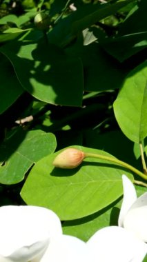 Doğal bir geçmişi olan Centrosema virginianum bitkisi. Ayrıca Spurred Butterfly Pea, yabani sarmaşık, çan, yabani bezelye. Victoria Adası 'ndaki ünlü Butchert Bahçeleri. Kanada mı? Butchart Bahçeleri