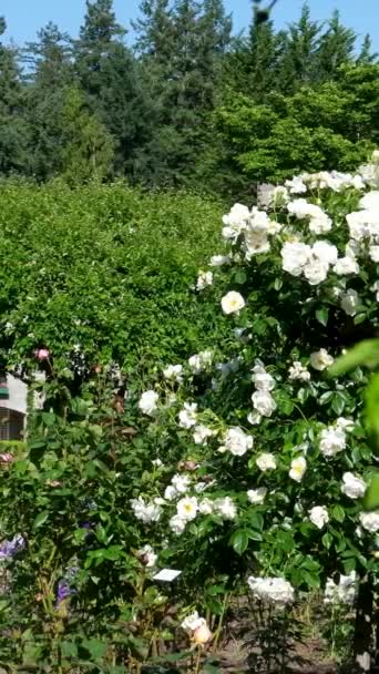 Los Jardines Butchart Famosos Jardines Butchert Isla Victoria Jardín Rosas — Vídeo de stock