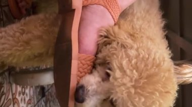 Genç bir kaniş köpeği dişlerini gıcırdatıyor bir insanın elini ısırıyor genç bir hayvanı kemiriyor. Yüksek kalite 4K görüntü veteriner diş ağrısı.