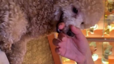 Genç bir kaniş köpeği dişlerini gıcırdatıyor bir insanın elini ısırıyor genç bir hayvanı kemiriyor. Yüksek kalite 4K görüntü veteriner diş ağrısı.