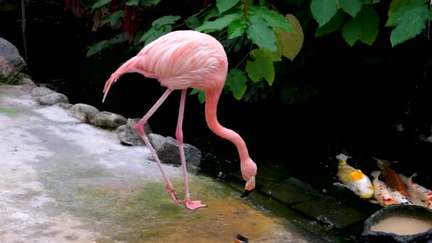 Rosa Flamingo Stående Vatten Funchals Tropiska Trädgård Vackra Rosa Flamingos — Stockvideo