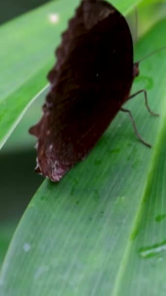 Motyl Liściu Drzewa Deszczowy Dzień Pary Motyli Kojarzają Się Wysokiej — Wideo stockowe