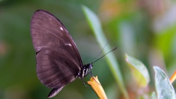 大蝴蝶从茧中跳出来 展开美丽的翅膀 飞走了 高质量的4K镜头 — 图库视频影像