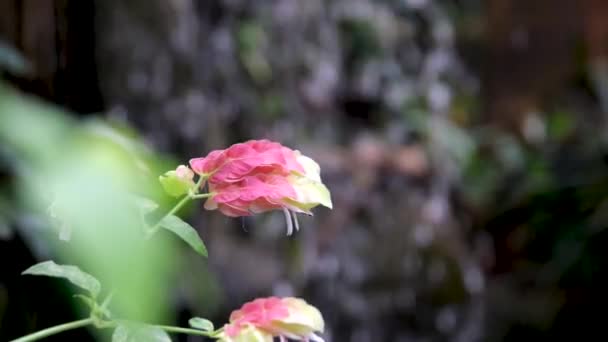 Měkká Růžová Tropická Květina Pozadí Vodopádu Béžová Špička Různé Květy — Stock video