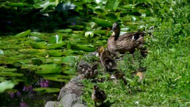 Parkta çimlerin üzerinde yürüyen gri kaz. Greylag kazları, Anatidae familyasından bir kuş türü. Evcil kuş avcıları gidip yeşil çimlerin arasında otlarlar. Yaşam kümes hayvanları. Yüksek kalite 