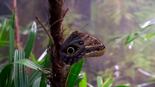 Монарх Метелик Виходить Кокону Поширює Свої Красиві Крила Відлітає Високоякісні — стокове відео