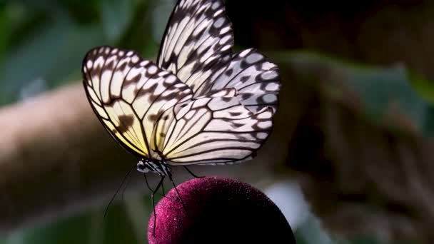 Tajski Motyl Ogrodzie Ogród Letni Kwiat Motyl Kwiat Motyl Kwiat — Wideo stockowe