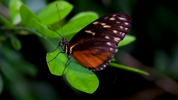 Тропічні Екзотичні Монархічні Метелики Харчуються Червоними Квітами Макро Крупним Планом — стокове відео