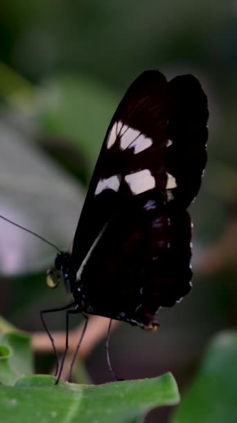 泰国蝴蝶在花园的夏天花和蝴蝶花蝴蝶 高质量的4K镜头 — 图库视频影像