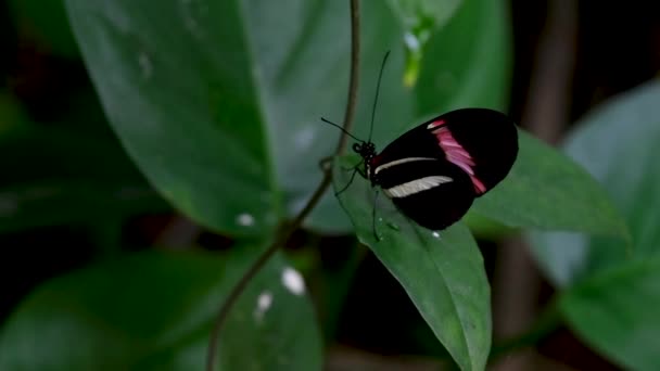 Bahçe Bahçesinde Tayland Kelebeği Yaz Çiçeği Kelebek Çiçeği Kelebeği Yüksek — Stok video