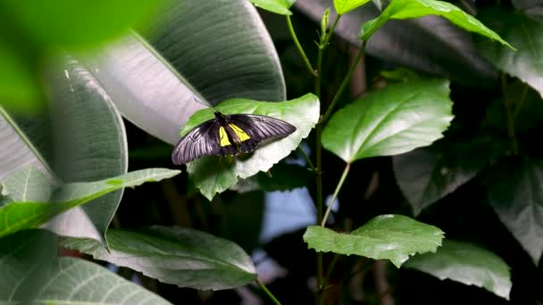 Mariposa Sobre Hoja Árbol Día Lluvioso Parejas Mariposas Apareándose Imágenes — Vídeo de stock
