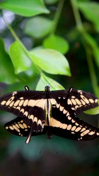 两只橙色蝴蝶在大自然中交配的美丽镜头 在这个令人惊叹的野生动物视频中见证蝴蝶爱情和昆虫行为的魔力 高质量的 — 图库视频影像