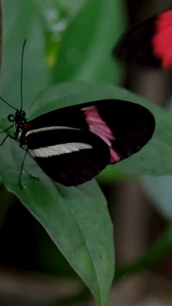 泰国蝴蝶在花园的夏天花和蝴蝶花蝴蝶 高质量的4K镜头 — 图库视频影像