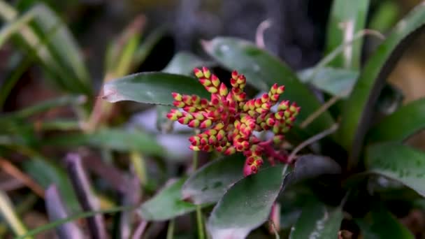 Tropikal Bir Bitki Olan Aechmea Nin Kırmızı Sarı Infloresanı Bir — Stok video