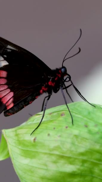 Monarchvlinder Komt Uit Cocon Spreidt Zijn Prachtige Vleugels Uit Vliegt — Stockvideo