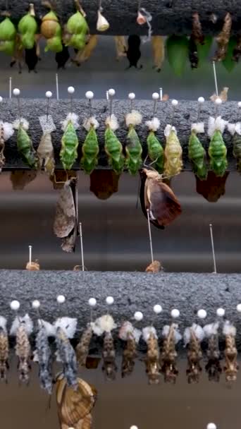 Удивительный Момент Бабочка Монарх Куколки Коконы Подвешены Трансформация Концепции Бабочки — стоковое видео