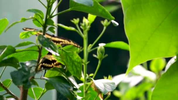 Deux Sympathiques Papillons Jaunes Volent Ensemble Sur Terrain Images Haute — Video