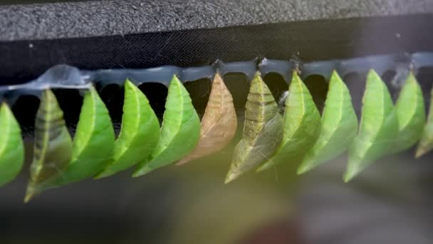 Niesamowita Chwila Monarcha Motyl Poczwarka Kokony Zawieszone Transformacja Koncepcji Motyla — Wideo stockowe