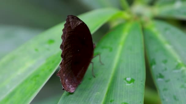 Monarch Butterfly Lands Suavemente Milkweed Plant Vento Forte Sopra Afastado — Vídeo de Stock