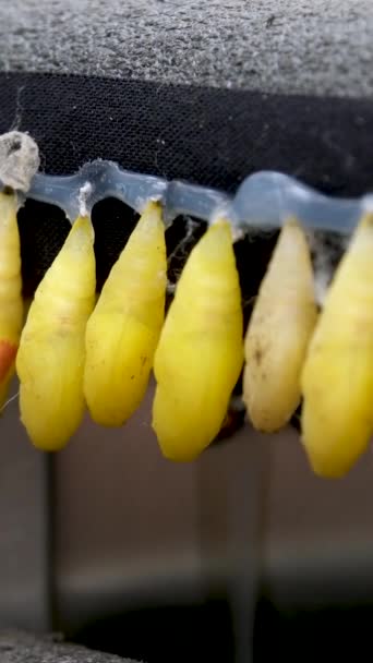 Moment Incroyable Papillon Monarque Pupes Cocons Suspendus Transformation Concept Papillon — Video