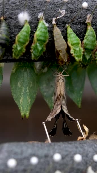 Úžasný Okamžik Monarcha Motýl Kukly Kokony Visí Transformace Pojetí Motýla — Stock video