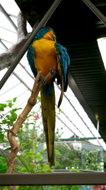 Blå Och Gul Macaw Ara Ararauna Närbild Iguazu Falls Flerfärgade — Stockvideo