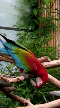 Mavi ve Sarı Macaw Ara ararauna Iguazu Şelaleleri 'nde, parlak güneş ışığına karşı çok renkli Ara Ararauna Papağanı. Yüksek kalite 