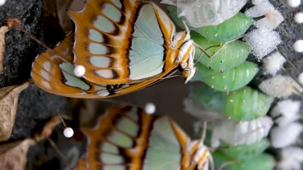 Дивовижний Момент Монарх Метелик Лялечки Кокони Призупинені Перетворення Концепції Метелика — стокове відео