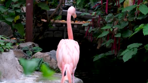Flamant Rose Debout Dans Eau Dans Jardin Tropical Funchals Superbes — Video