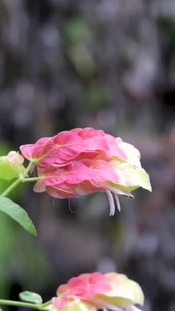 Zartrosa Tropische Blume Vor Dem Hintergrund Des Wasserfalls Beige Spitze — Stockvideo