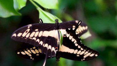 Doğada çiftleşen iki turuncu kelebeğin güzel görüntüleri. Bu çarpıcı vahşi yaşam videosunda kelebek sevgisi ve böcek davranışının büyüsüne tanık olun. Yüksek kalite 
