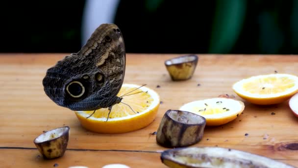 Motýl Pije Nektar Domácí Mazlíček Hmyz Motýl Živí Mandarinkou Vysoce — Stock video