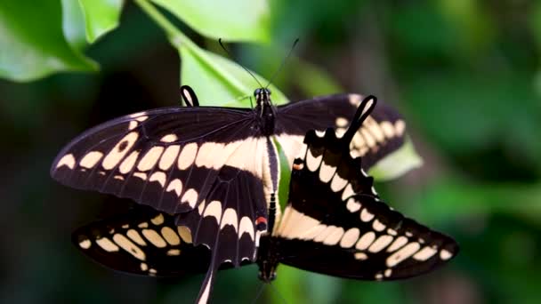 Doğada Çiftleşen Iki Turuncu Kelebeğin Güzel Görüntüleri Çarpıcı Vahşi Yaşam — Stok video