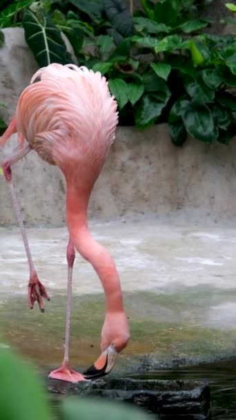 Flamingo Merah Muda Berdiri Air Funchals Taman Tropis Cantik Flamingo — Stok Video