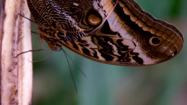 Monarchfalter Der Aus Dem Kokon Auftaucht Seine Schönen Flügel Ausbreitet — Stockvideo
