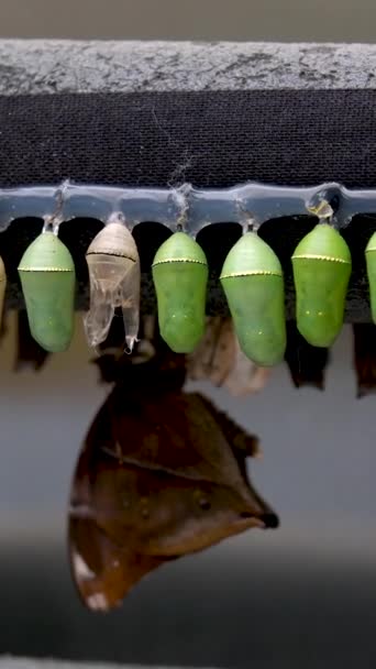 神奇的时刻 帝王蝴蝶 蛹和茧挂起 蝴蝶概念的转变高质量的4K镜头 — 图库视频影像